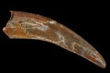 Fossil Pterosaur (Siroccopteryx) Tooth - Morocco #134661-1